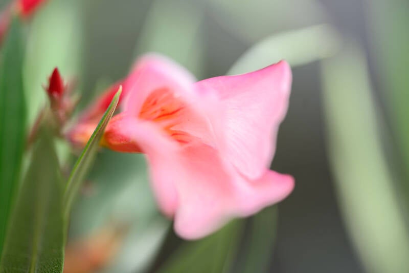 bloem-1-standard.jpg