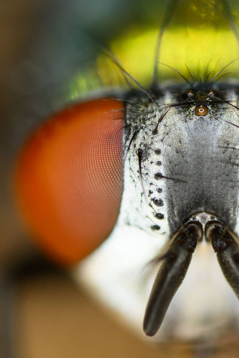 eye-2-eye-standard-nufgyk.jpg