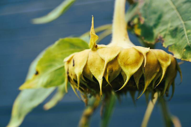 zonnebloem-vergane-glorie-standard-m67j4f.jpg