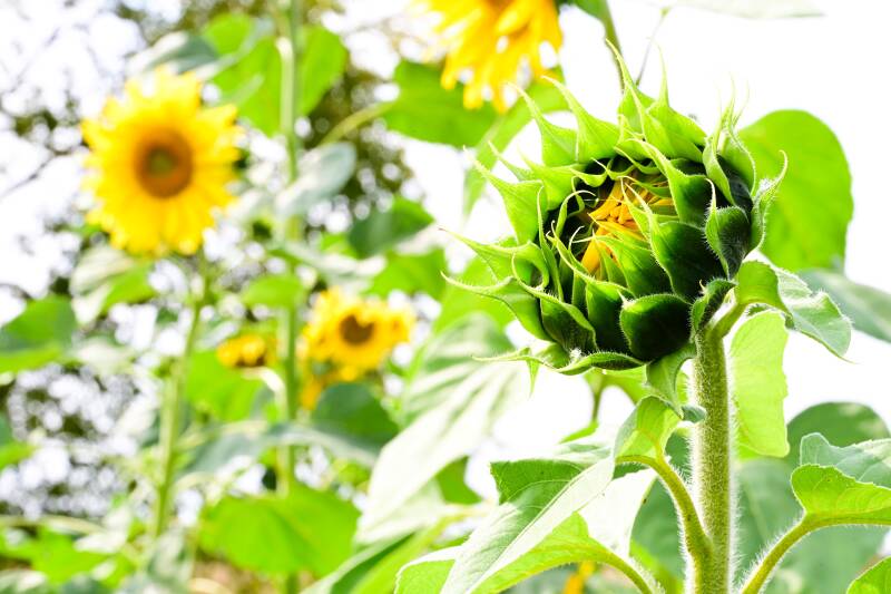 zonnebloemen-standard-4xgkl7.jpg