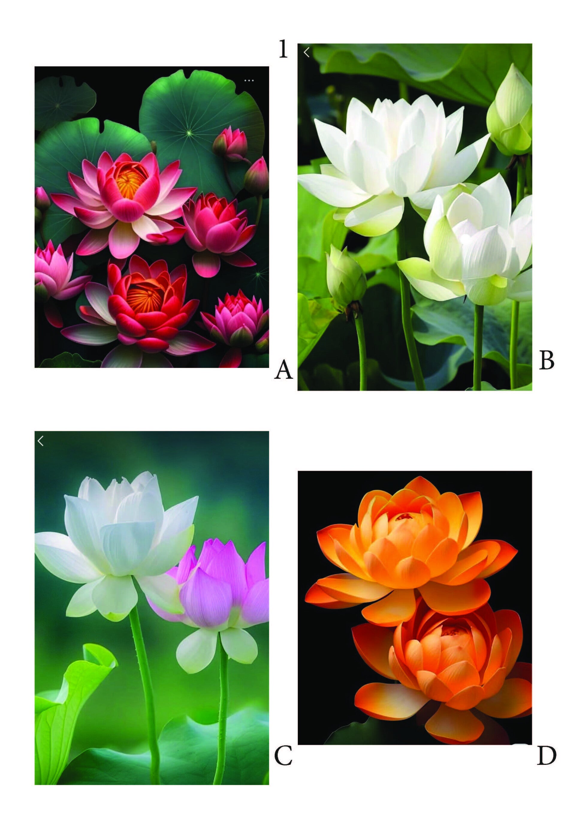 Lotus Bloemen pagina 1
