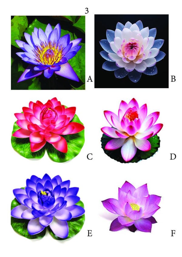Lotus Bloemen pagina 3