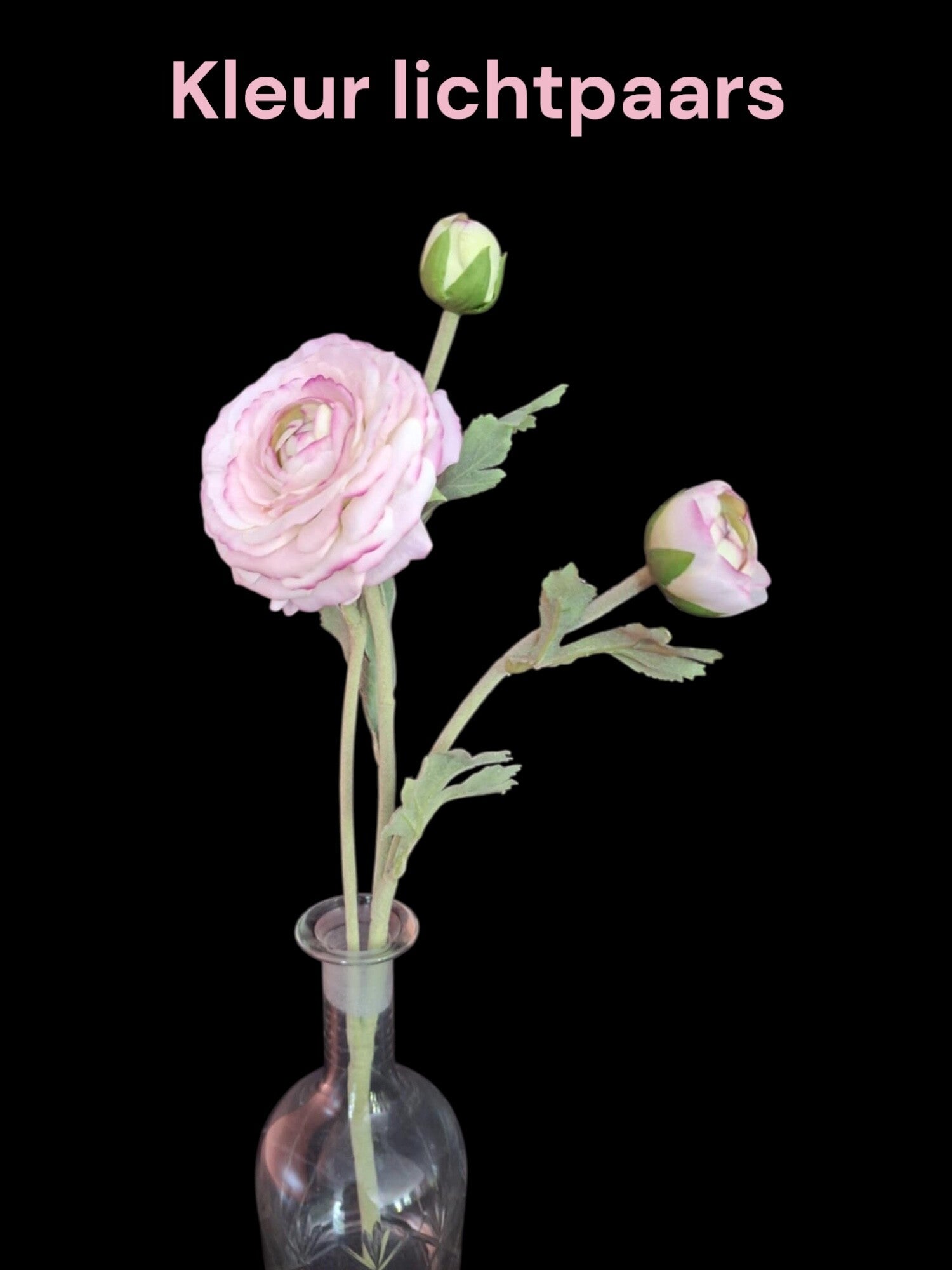 Ranonkels lichtpaars