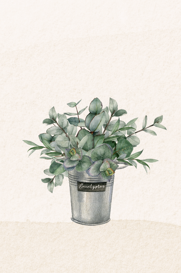 Wenskaart - eucalytus