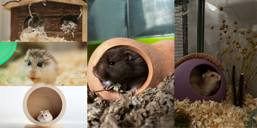 Hooi konijnen - Voer kopen? | Lage prijs Hooi konijnen - Voer kopen? | Lage prijs