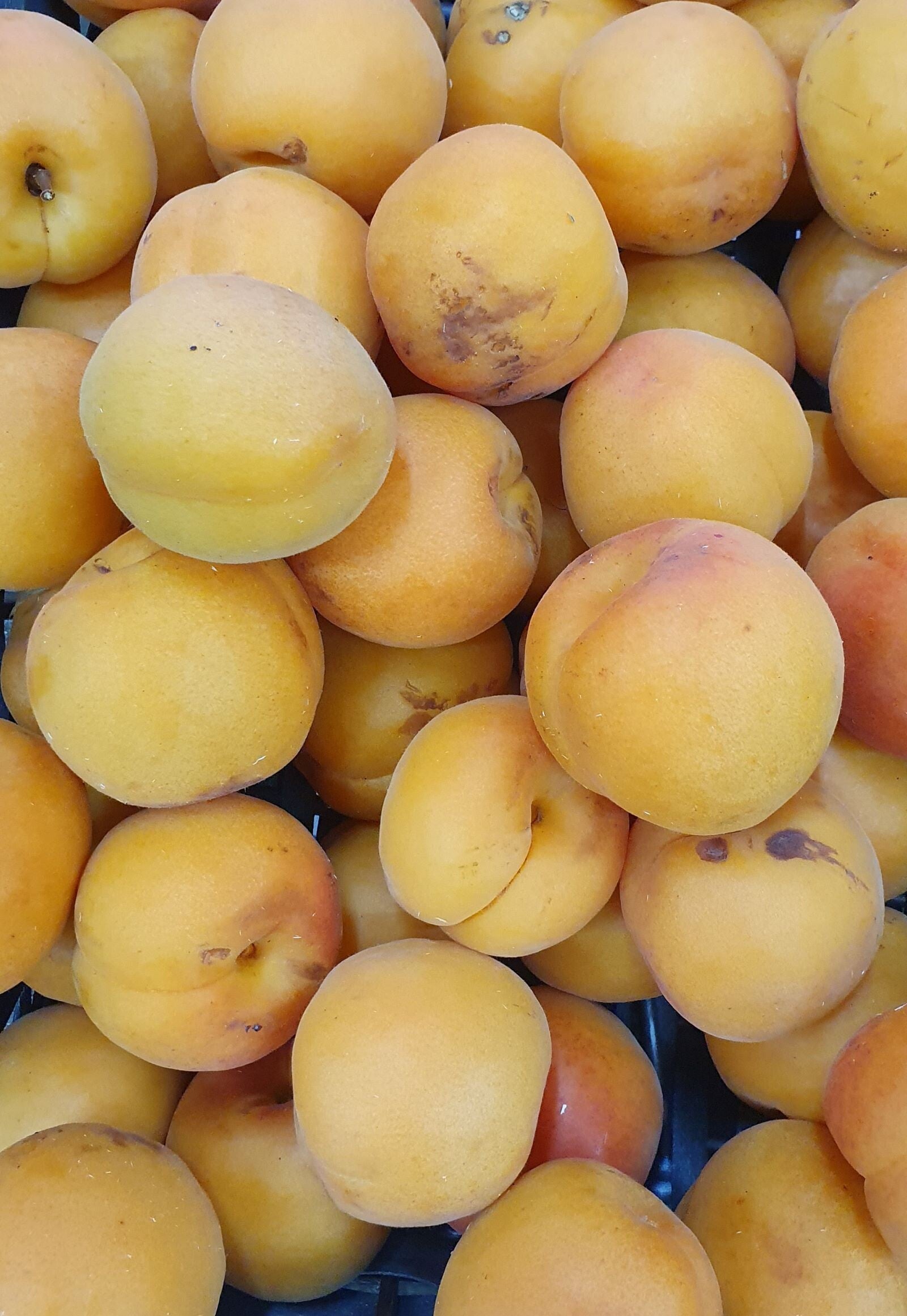 Abricots origine France