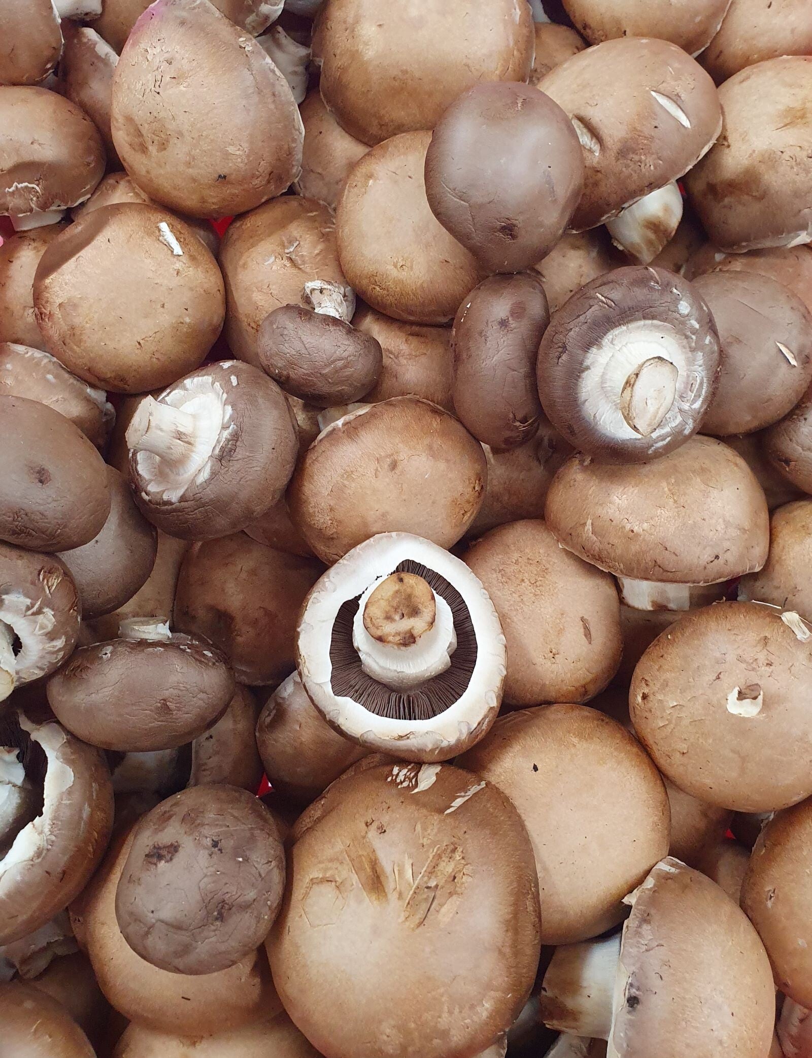 Champignons frais origine France