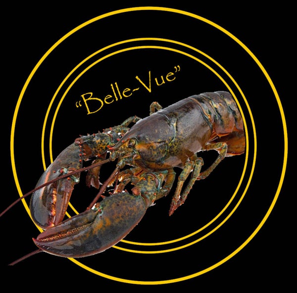 Volledige Kreeft "Belle-Vue"