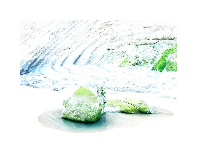 Algae