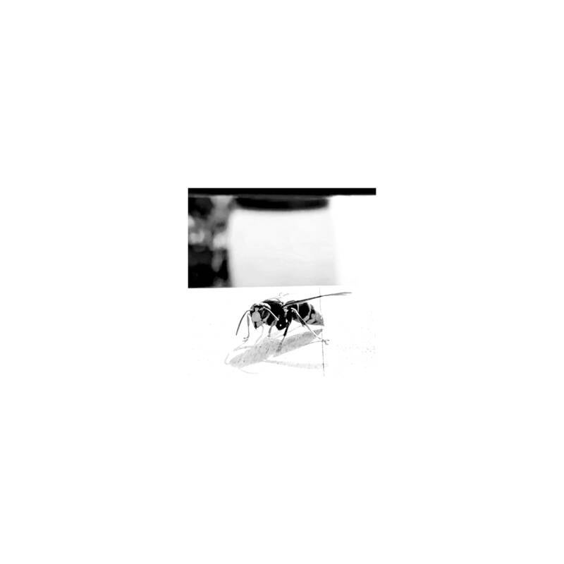 lesintrus-frelon-1-ed-8-2025-cecile-faure-1240-standard.jpg