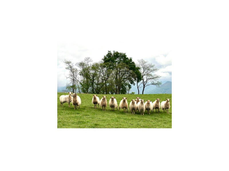 The Flock 30x40 CecileFaurePhotographie Copyright  éd. 2 à 8