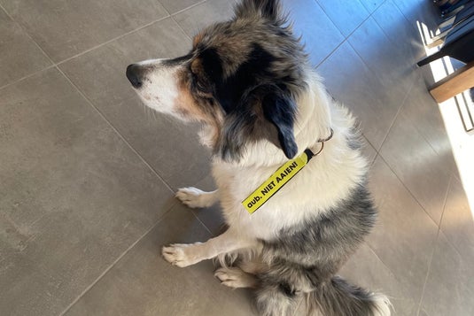 Border Collie hond draagt geel lintje met tekst "aub niet aaien" aan zwarte halsband
