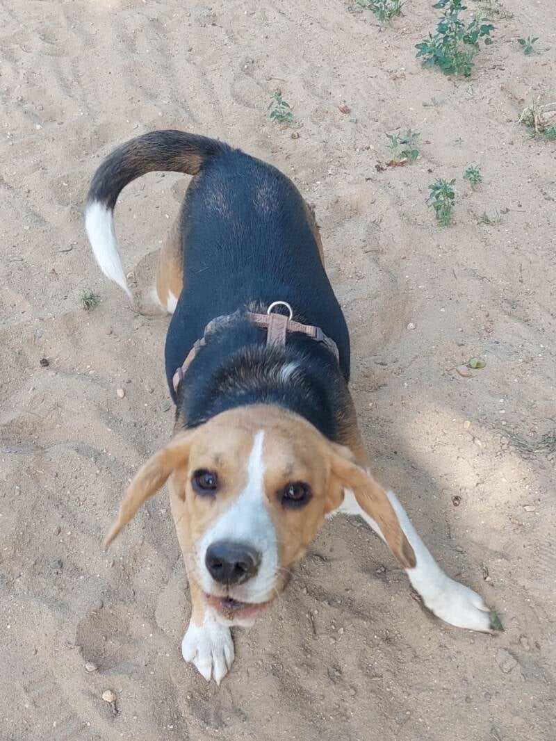 Beau