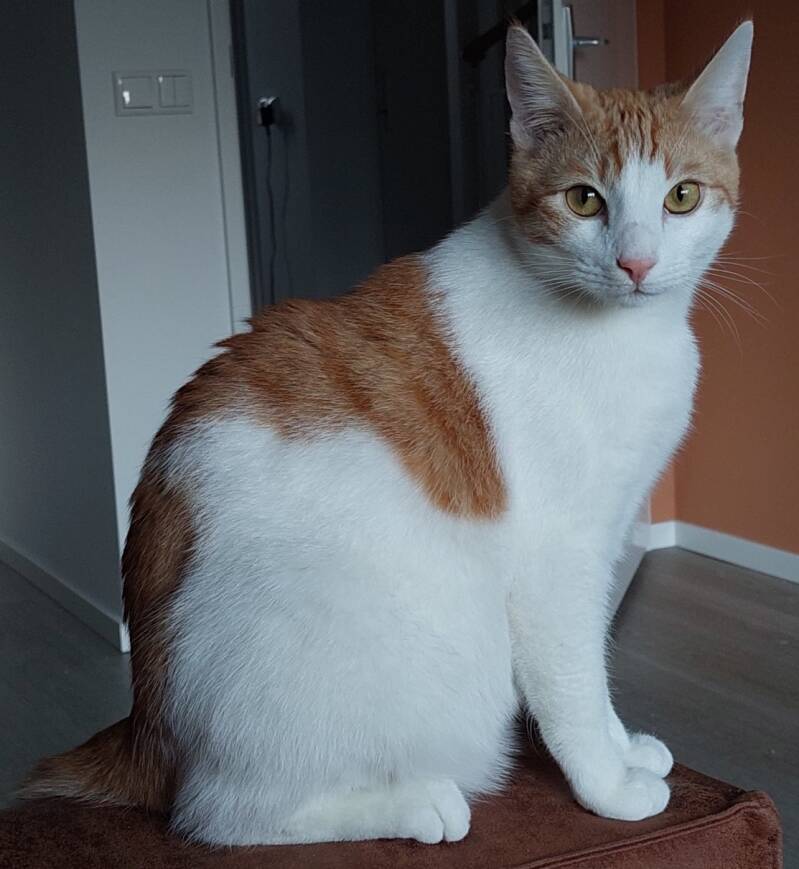 Joep