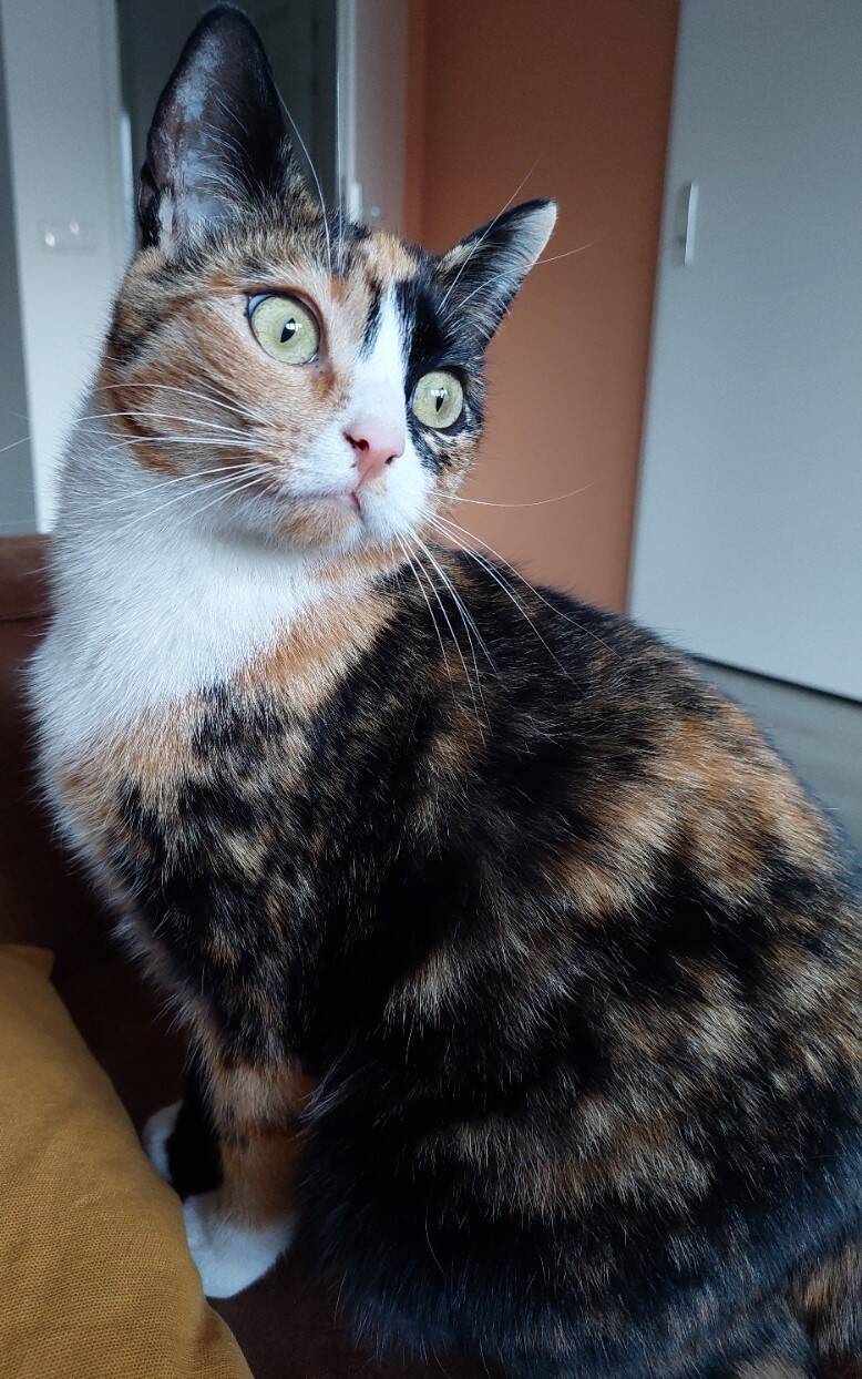 Muis ♡RIP