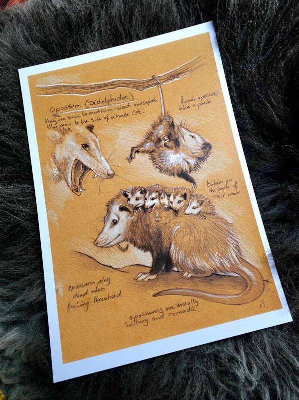 Artprint "Opossum"