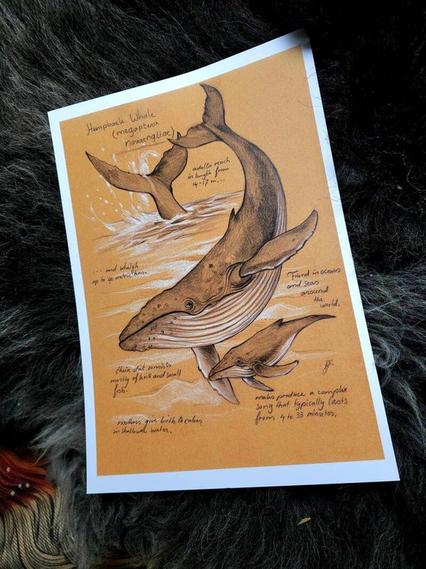 Artprint "hunchback whale"