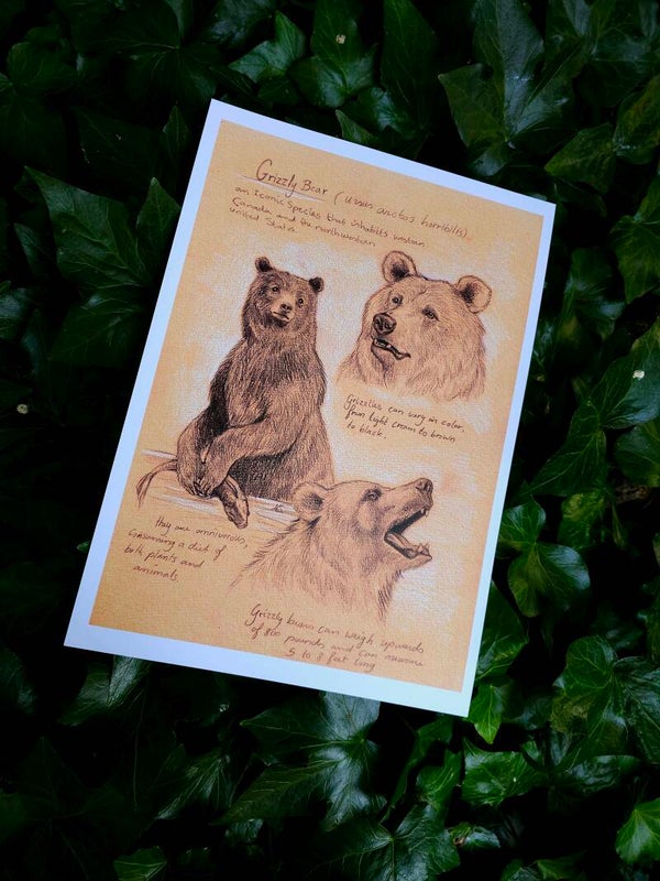 Artprint "Grizzly bear"