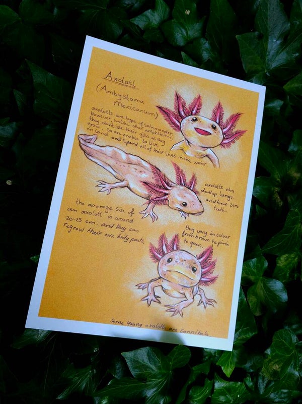Artprint "Axolotle"