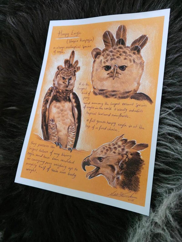 Artprint Harpy Eagle