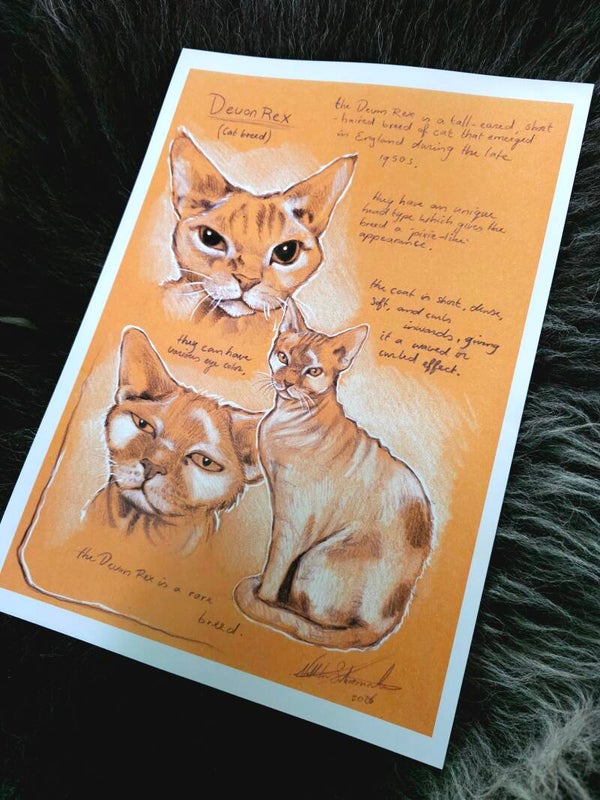 Artprint Devon Rex
