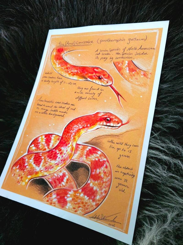 Artprint Amel Corn snake