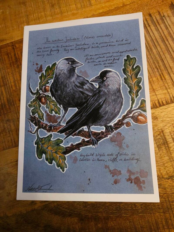 Artprint the common Jackdaw