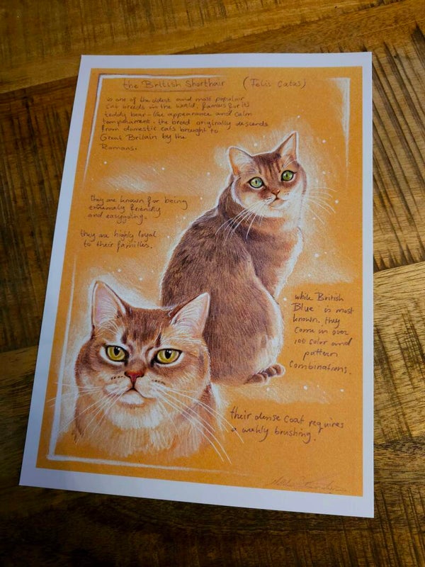Artprint British Shorthair cat
