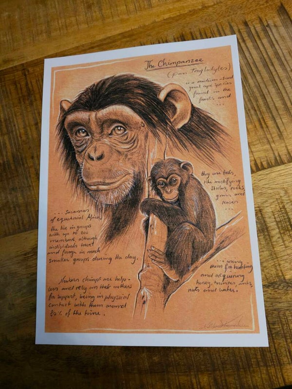 Artprint Chimpanzee