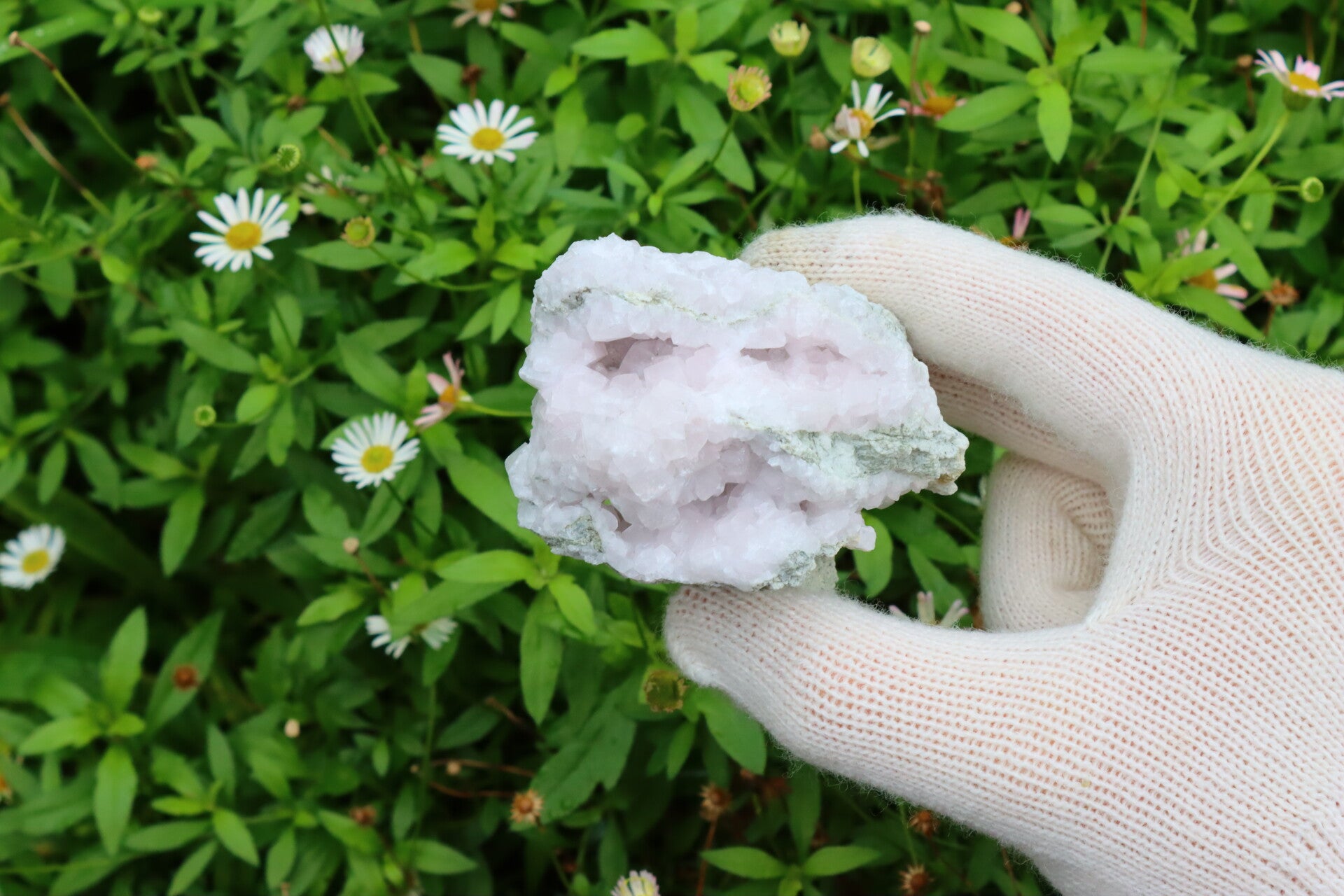 [UV] Mangano Calciet