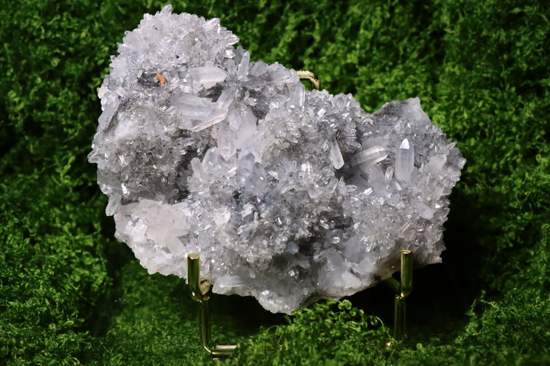 Chrysanthemum Kwarts Cluster