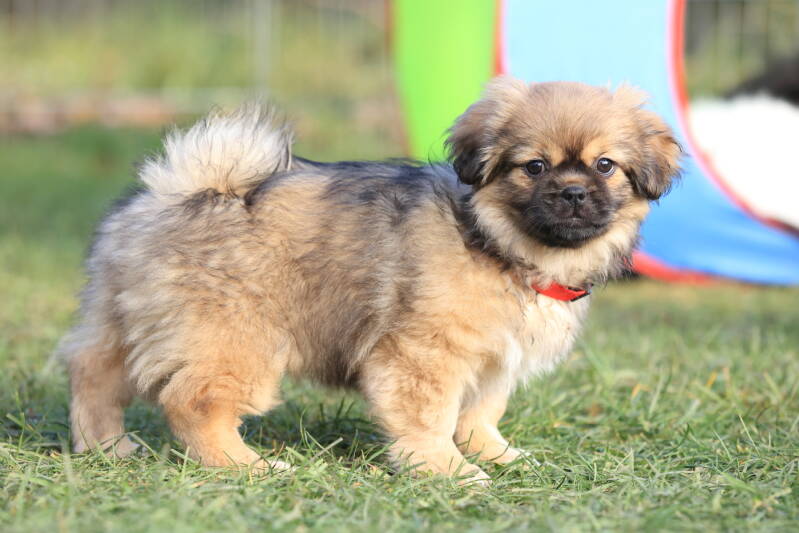 Tibetspanielwelpe