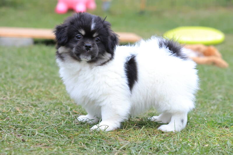 Tibetspanielwelpe