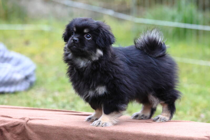 Tibet Spaniel Welpe