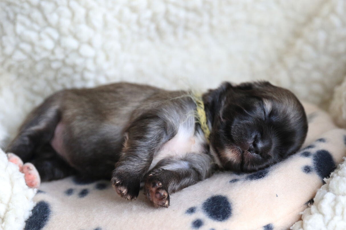Tibet Spaniel Züchter Schweiz