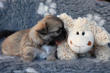 Tibet Spaniel Schweiz