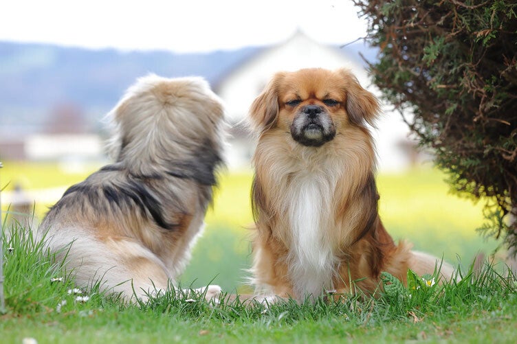 Tibet Spaniel Züchter Schweiz