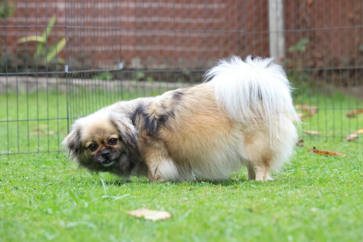 Tibet Spaniel Welpen