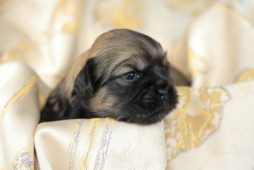 Tibet Spaniel Schweiz