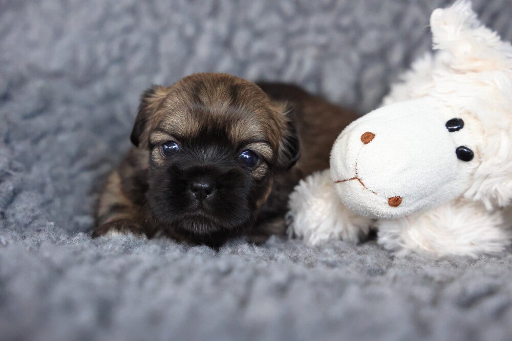 Tibetan Spaniel Welpen