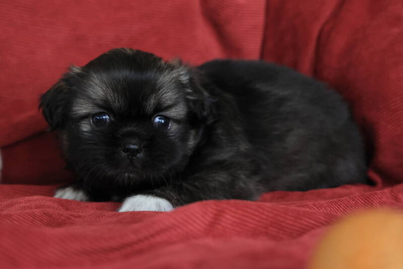 Tibet Spaniel Welpe