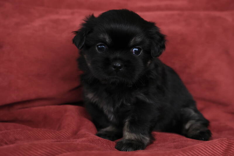 Tibet Spaniel Welpe