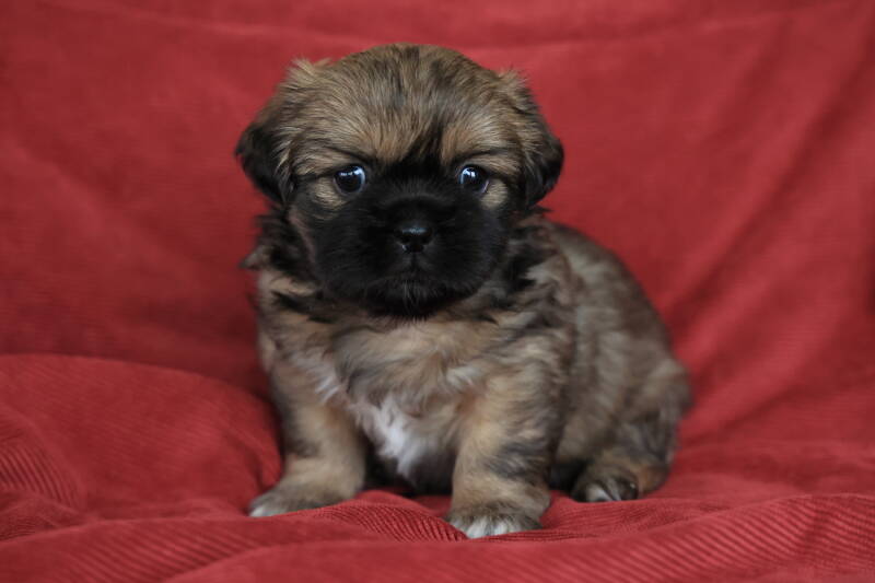 Tibet Spaniel Welpe