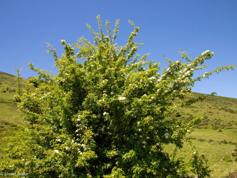Aubépine sacrée du Pays basque