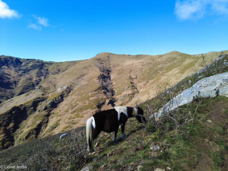 Depuis des siècles, les pentes du Baigura accueillent les troupeaux de brebis, de vaches et de pottok