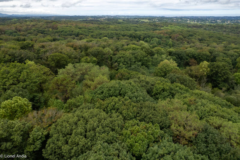 la forêt de Saint-Pée-sur-Nivelle