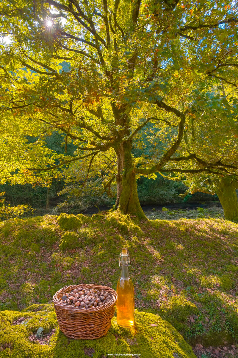 Le Chêne qui parlait au tonnerre