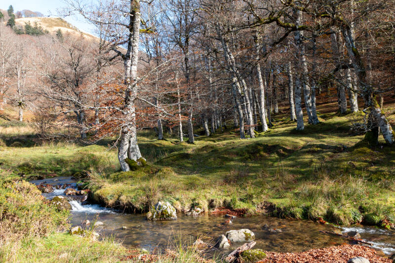 La Forêt d'Iraty