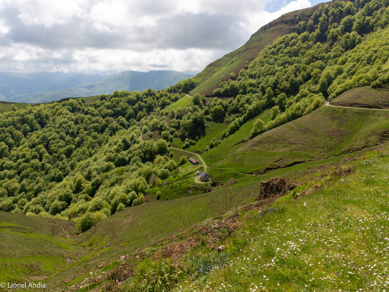 Les pâturages d'Iraty accueillent les troupeaux de brebis, prolongeant une tradition pastorale ancestrale.