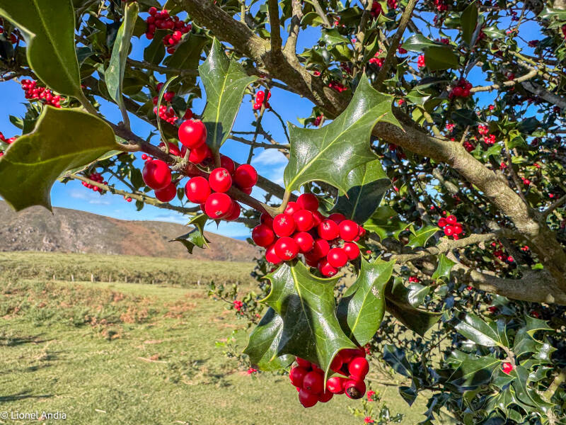 Houx et Gui en Pays Basque : Mythologie, Rituels et Usages Porte-Bonheur
